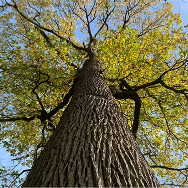 arbre NL oct arbre NL oct